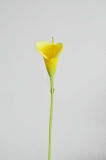 Artificial Flower Calla Lily