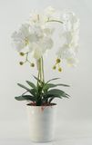 Artificial Butterfly Orchid with Melamine Pot