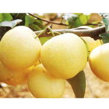 Hot Sale Juicy Crisp Fresh Crown Pear Fresh Fruit/Huang Guan Pear/Century Pear