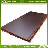 Bintangor Commercial Plywood (w15431)