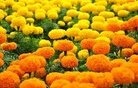 Long Stem Fresh Cut Marigold Flowers