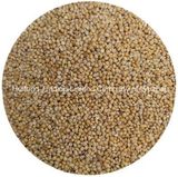 High Quality Millet in Husk