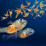 Aquarium Fish Feed-Artemia Cysts, Brine Shrimp Eggs