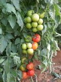 T17 Shouxing Good Fruit Setting F1 Hybrid Tomato Seeds Prices