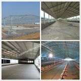 Steel Poultry Shed Construction and Design