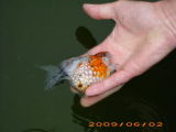 Carassius Auratus - Pearscale Goldfish