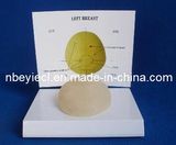 3D Anatomical Medical Breast Model (EYAM-06)