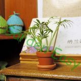 3 Inch Ceramic Planting Pot (001004) 