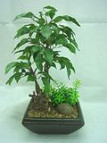 Bonsai Ficus