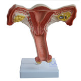 New Female Internal Genital Oragan Model