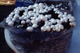 Agaricus Bisporus Powder; White Mushroom; Edible and Medicinal Mushroom, GMP/HACCP Certificate