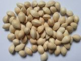 Pizhou Ginkgo Nuts (00210)