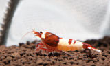 Wine Red No Entry - Crystal Red Shrimp
