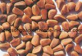 Pine Nut