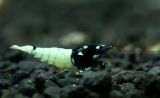 Pinto Mosura Spotted Black Head - Crystal Red Shrimp