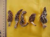 Dried Conic Morel
