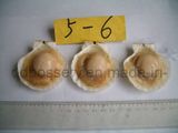 Frozen Scallop