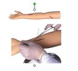 Surgical Suture Arm Model