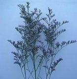 Limonium