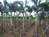 Wodyetia Bifurcata Foxtail Palm Trees