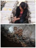 Put Into Bag and Cultivation Mushroom Equipment