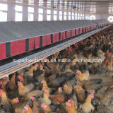 High Quality Poultry Equipment for Layer Chicken