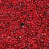 New Crop IQF Frozen Lingonberry Fruits