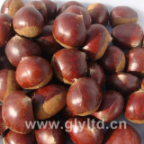 Chinese Fresh High Quality Chestnut