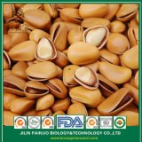 Open Pine Nuts in Shell