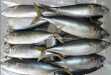 Frozen Mackerel Fish (300g-500g)