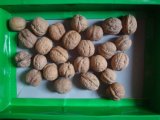 A Grade Walnut Dry Walnut Seeds Kernel