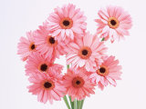 Fresh Cut Flower/Pink Gerbera
