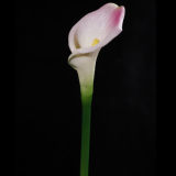Artificial Calla Flower (CA026B7-15S)