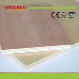 Poplar Okoume Bintangor Birch Veneered Commercial Plywood
