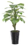 80cm Height 0139 Types Three Forks Green Tree ---China Export Products