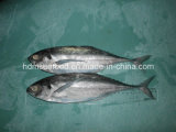 Finletter Mackerel Fish (Megalaspis cordyla)