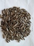 Sunflower Seeds 3939 with High Quality and Large Supplier