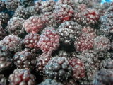 Frozen Blackberry Frozen Fruit IQF Blackberry