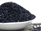 Fresh Natural Black Sesame Seeds with High Oil Content