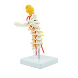 Cervical Spinal Column Model