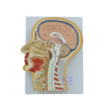 Good Quality Sagittal Secion Human Head Model
