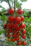 Soil Conditioner, Bio Organic Fertilizer/Tomato Planting with Unigrow Products