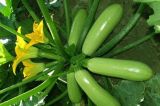 Sq03 Cuili F1 Hybrid Green Squash Seeds, Chinese Vegetable Seeds