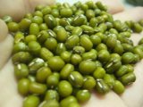 China Non-Gmo Organic Green Beans with Good Price
