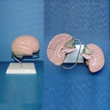 Brain Anatomic Model for Demonstration (R050106)