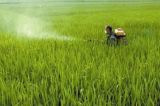 Agrochemical Herbicide Glyphosate 41% Ipa Salt SL
