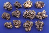Dried Maitake Mushrooms