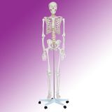 Life-Size Skeleton Model (MR1)