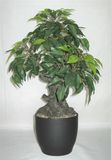 Artificial Ficus Bonsai