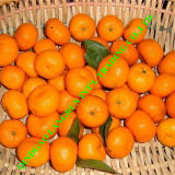 Baby Mandarin Orange
